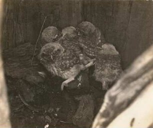 Steinkauz (Athene noctua SCOP.), fast flügge Junge im Nest