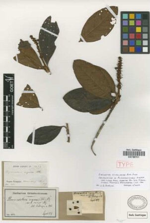 Alcoceratothrix rugosa Nied. var. minor Nied.