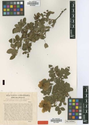 Rosa richteri Heinr.Braun [type]