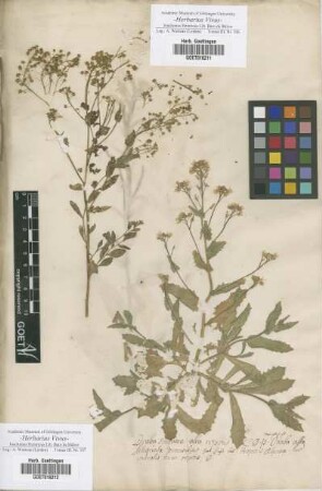 Draba