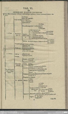 Tab. VI. De Generali Sceleti Divisione