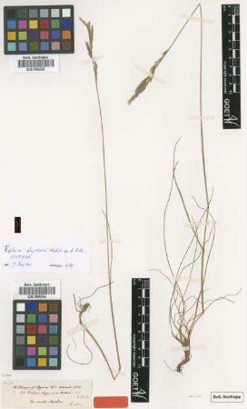 Festuca abyssinica Hochst. ex A.Rich. [isotype]