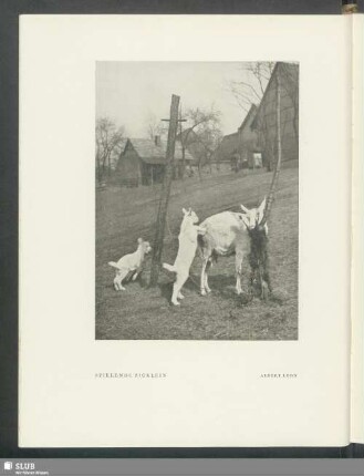 Spielende Zicklein