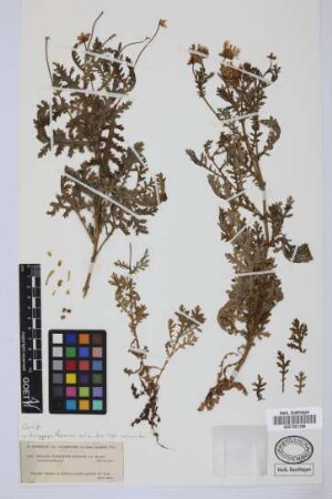 Preauxia canariensis Schultz Bip. var. Bourgaei.