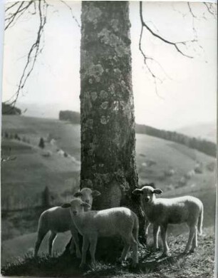 Ein Schaftrio an einem Baumstamm