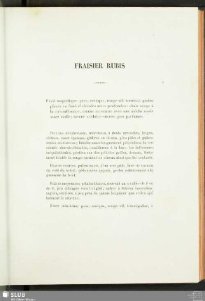 Fraisier Rubis