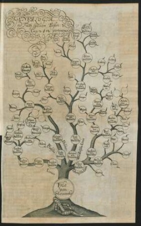 Genealogia ad Facti speciem Dissert. 3.