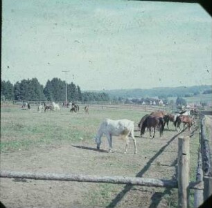 Fotografie: Pferdehaltung, Auslauf, Weidehaltung