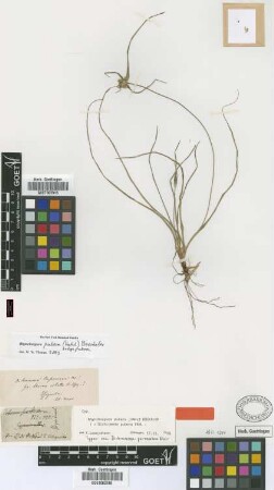 Rhynchospora pubera (Vahl) Böckeler subsp. pubera (Vahl) Böckeler