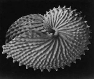 Argonauta argo L., Papierboot genannt, Mittelmeer