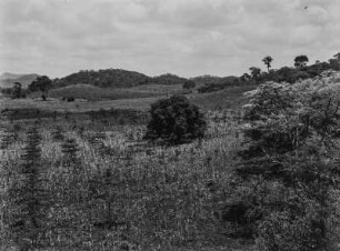 Plantage : Plantage im Kirokatal