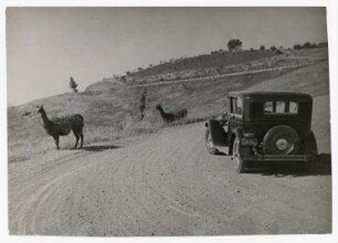 Erich Salomon zu Gast bei William Randolph Hearst, Lama im privaten Zoo, San Simeon, Kalifornien