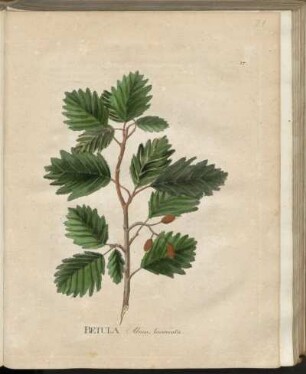 Betula Alnus, laciniata