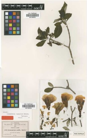 Stemmadenia mollis Benth.