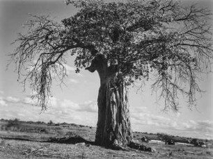 Baobab : Ein Affenbrotbaum nahe einer kleinen Siedlung