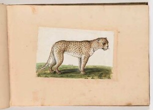 Leopard, im Klebeband "Gemahlte Wilde Thiere"