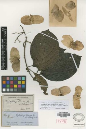 Diplopterys uleana Nied.