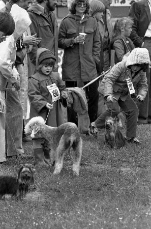 Terrier-Zuchtschau der Ortsgruppe Mittelbaden im Verband für das Deutsche Hundewesen auf dem Gelände des Polizeihundesportvereins in Knielingen