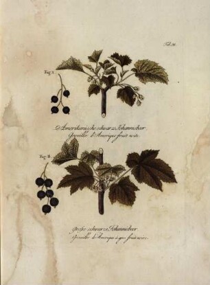 Tab. 38. Fig. 1. Amerikanische schwarze Johannisbeer [...] Fig. 2. Grosse schwarze Johannisbeer [...]
