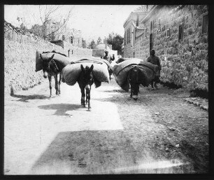 Packesel beim L. J. S. Hosp. Jerus. [Jerusalem]