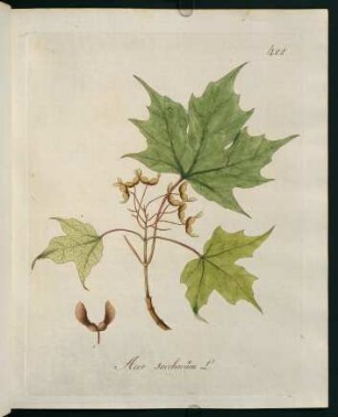 Acer saccharum L.