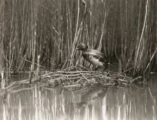 Schwarzhalstaucher (Podiceps nigricollus Brehm), eben auf dem Nest angelangt