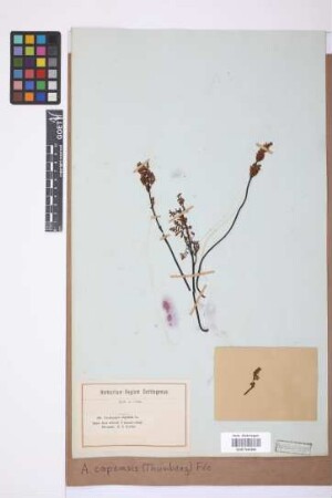 Adiantopsis capensis (Thunb.) Fée
