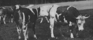 Fotografie: Tierproduktionsverfahren, Weidehaltung, Milchviehhaltung