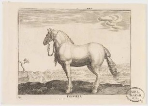 Pferd Insuber