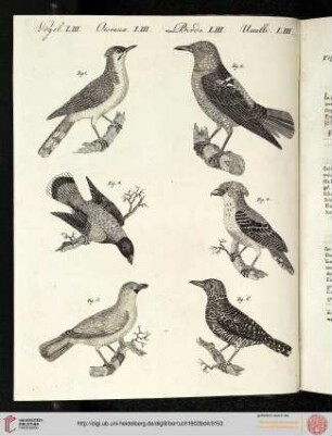 B.IV. No. 31 - B.III. No. 40