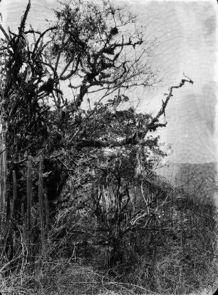Trockenwald bei Santiago : Landschaft mit Vegetation