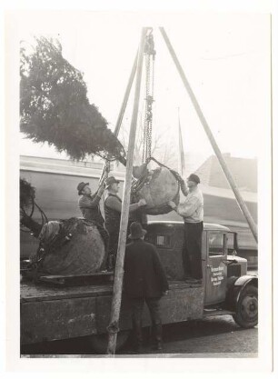 Verpflanzen großer Bäume: Baumtransport