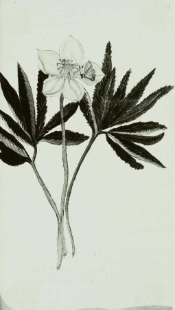 Gallus Luckius, Blumenbuch: Grüne Nieswurz- Helleborus viriolis