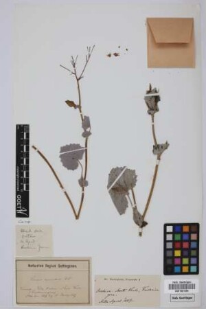 Senecio echinatus (L.f.) DC.