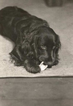 Cocker-Spaniel (canis familiaris), jüngeres Tier