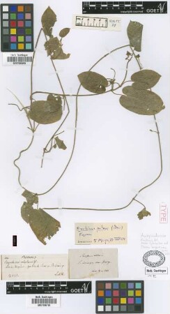 Exolobus patens (Decne.) E.Fourn.