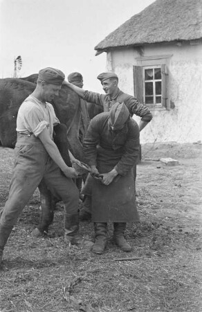 Zweiter Weltkrieg. Zur Einquartierung. Sowjetunion. Angehörige der deutschen Wehrmacht beim Beschlagen eines Reitpferdes