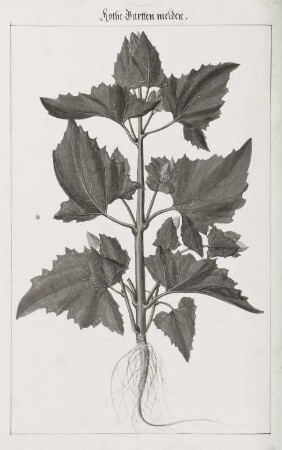 Rothe Gartten melden, Seite 153