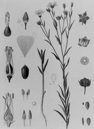 Flachs (Lein) Linum usitatissimum, Blütenanalyse : Technikgeschichte | Technik und Wirtschaft | Flachs und seine Verarbeitung