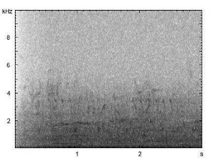 Kormoran | Phalacrocorax carbo - Balzruf