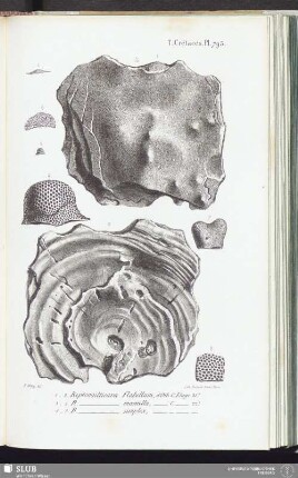 T. Crétacés, Pl. 793