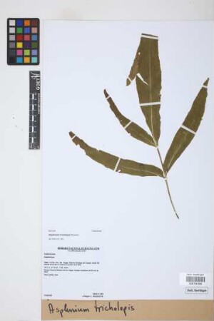 Asplenium tricholepis Rosenst.