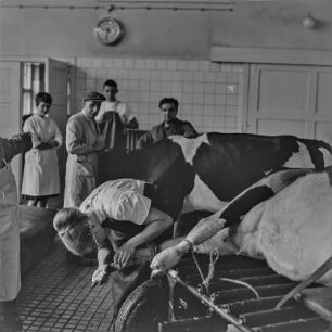Tierarzt Rostock : Rostock. Tierarztpraxis. Hufbehandlung beim Rind