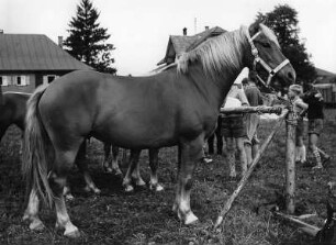Tiere. Pferde in einer Koppel, vielleicht auf einem Pferdemarkt