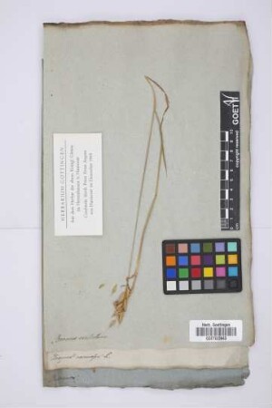 Bromus ventolana
