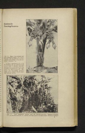 Abb. 15-16. Erntereife Fruchtpflanzen.
