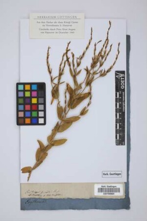 Erythraea spicata Pers.