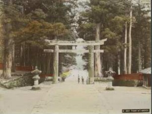 Ein Torii in Zedernwald von Nikkô