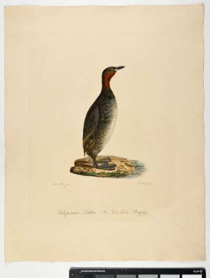 Podiceps minor. Latham. Mas. der kleine Steißfuß. - Zwergtaucher. Tachybaptus ruficollis; mas. - Zeichner: Ambrosius Gabler; Stecher: Johann Carl Bock
