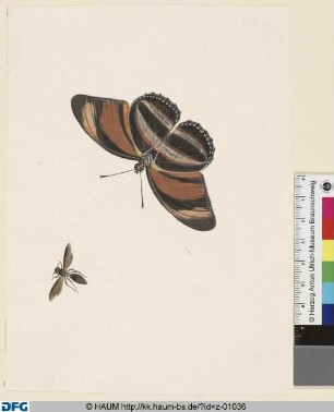 Schmetterling und braunes Insekt